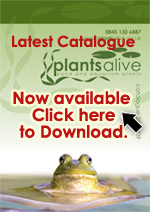 Download a Plants Alive Catalogue