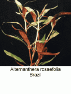 Alternanthera Rosaefolia