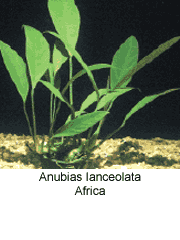 Anubias Lanceolata