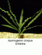Aponogeton Crispus