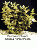 Bacopa Caroliniana (B. Amplexicaulis) or Baby's Tears