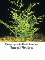 Ceratopteris Thalictroides
