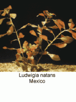 Ludwigia Natans Creeping Ludwigia