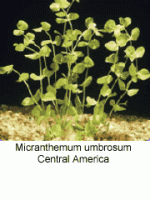 Micranthemum Umberosum