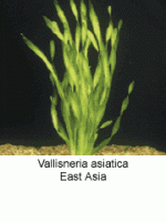 Vallisneria Asiatica