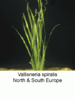 Vallisneria Spiralis