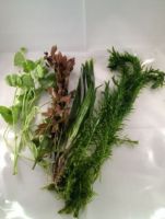 20 mixed background (4 species)