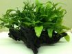 Plants Attached to ....