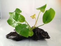 Anubias Nana Golden on Driftwood  (7-10cm)