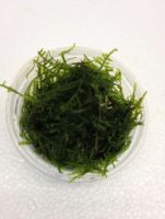 Vesicularis Dubyana (Java Moss)