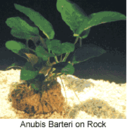 Anubias Barteri on Rock