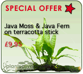 Java Moss & Java Fern on terracotta stick