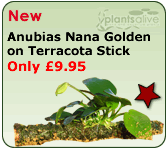 Anubias Nana on Terracotta stick