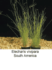 Eleocharis Vivipara Tall hairgrass