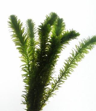 Elodea Densa (Egeria Densa)