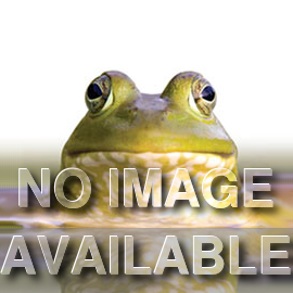 Assorted Pond plant collections